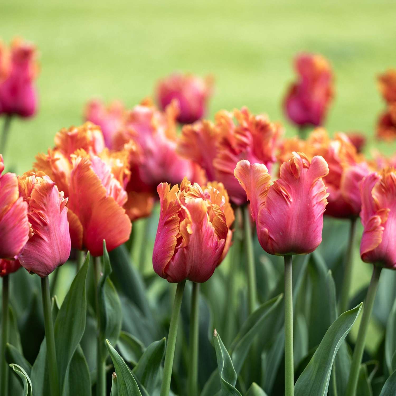 Tulpe 'Amazing Parrot' - Tulipaner